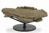 Hadrosaur (Edmontosaurus) Maxilla With Teeth - Montana #242303-1